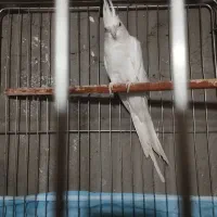 عروس البینو نر