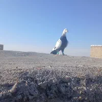 ماده سینه مشهدی