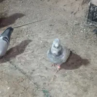 سینه مشهدی نر
