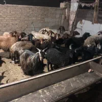 میش و بره جوان|حیوانات مزرعه|قرچک, ولی آباد|دیوار