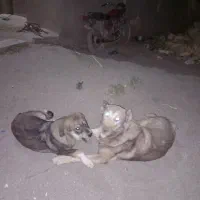 سگ باغ