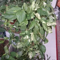 پتوس، سانسوریا پاکوتاه، دیفن باخی