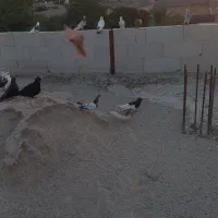 کبوتر