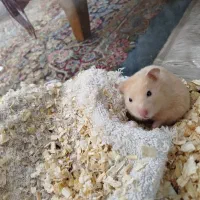 همستر بامزه|موش و خرگوش|کرمان, |دیوار