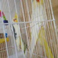 منیخ|پرنده|خرمشهر, |دیوار