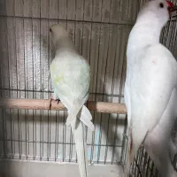 گرینچیک سرلاکی ملنگو رنگی شاه طوطی خورشیدی راهب