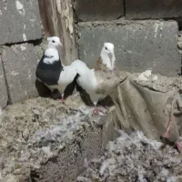 انواع کبوتر فروشی
