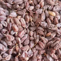 کشمش آفتابی بوانات