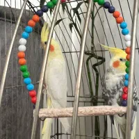 عروس لوتینو مولد|پرنده|محمودآباد, |دیوار