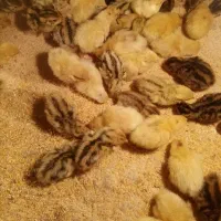 جوجه|حیوانات مزرعه|یزد, |دیوار