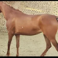 مادیون ۵ ساله کورسی