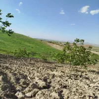باغچه