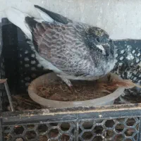 فروش کبوتر پرشی|پرنده|ساری, |دیوار