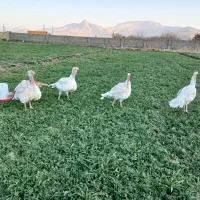 بوقلمون محلی