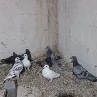 کبوتر مسافتی اردن۹عدد