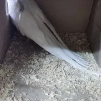 جفت مولد البینو و ماده تک|پرنده|تهران, تهرانسر غربی|دیوار