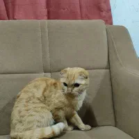 گربه اسکاتیش ماده