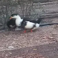 قاز اردک خروس|حیوانات مزرعه|پاکدشت, پاکدشت (مامازند)|دیوار