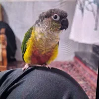 گم شده (مژدگانی)