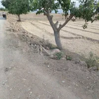 اجاره یا شراکت  110 جریب زمین ابی وباغی در شلمزار|اجارهٔ دفتر صنعتی، کشاورزی، تجاری|کیار, |دیوار