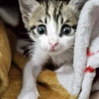 گربه واگذاری