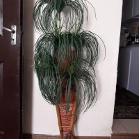 درختچه نخل