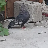 نر کله ای چشم نوک سفید
