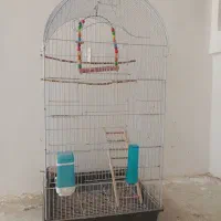 قفس یک متری کاسکو و عروس