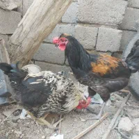 خروس و جوجه خروس|حیوانات مزرعه|جیرفت, |دیوار