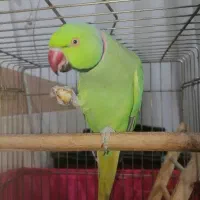 طوطی ملنگو نر