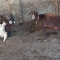 میش وبزغاله|حیوانات مزرعه|صحنه, |دیوار