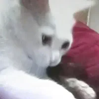 واگذاری گربه