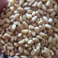 گندم پیشگام بذری بوجاری شده