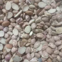 لوبیا لپه ولوبیا خارجی