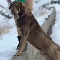 سگ گم شده  یابنده ۵۰میلیون