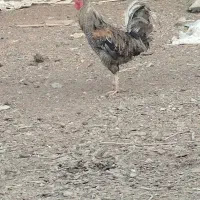 خروس عربی درجه یک