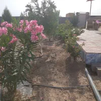 باغ ویلا ۱۱۰۰ متری سند تک برگ|فروش خانه و ویلا|محمدشهر, عباس آباد|دیوار