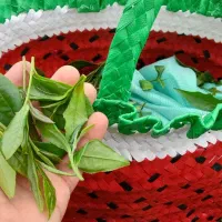 فقط tea شمال شرق گیلان ۱۴۰۵ بهار طبیعی