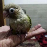 جوجه کرینچگ|پرنده|شاهرود, |دیوار