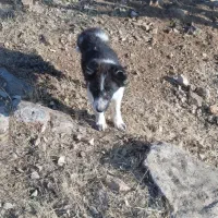 سگ گله ای|سگ|اسلامآباد غرب, |دیوار