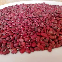 لوبیاقرمزبذری درجه یک حدود۴۰۰کیلو