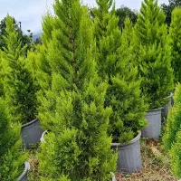 کامیس  لاوسون و یاس|گل و گیاه طبیعی|کلاچای, |دیوار