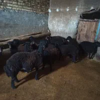 بره نر دشتی|حیوانات مزرعه|سجاس رود, |دیوار