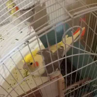 عروس هلندی حرف زن  و جوجه   وغیره|پرنده|پاکدشت, شهرک انقلاب|دیوار