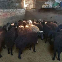 گوسفند و بره نروماده