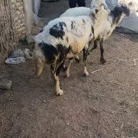 2راس میش آبستن پلنگی|حیوانات مزرعه|سیمین شهر, |دیوار