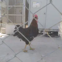 خروس