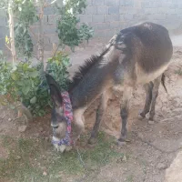خر جوان مخصوص گله