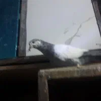 کفتر بلند گرد