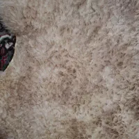 پوست بره (دباغی شده)|صنایع دستی و سایر لوازم تزئینی|کوهپایه, |دیوار